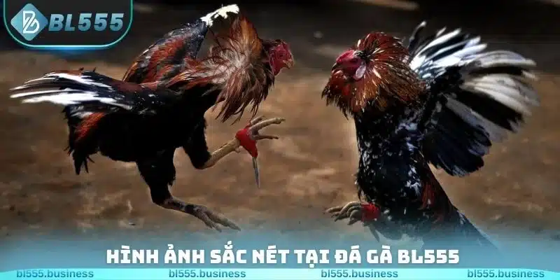 Hình ảnh sắc nét tại đá gà BL555